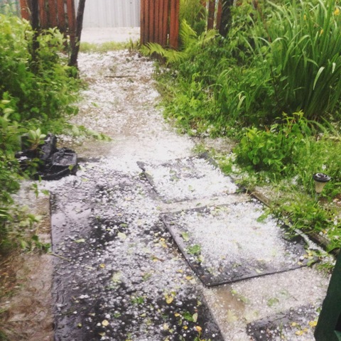 Знаки зодиака в лунном календаре огородника
