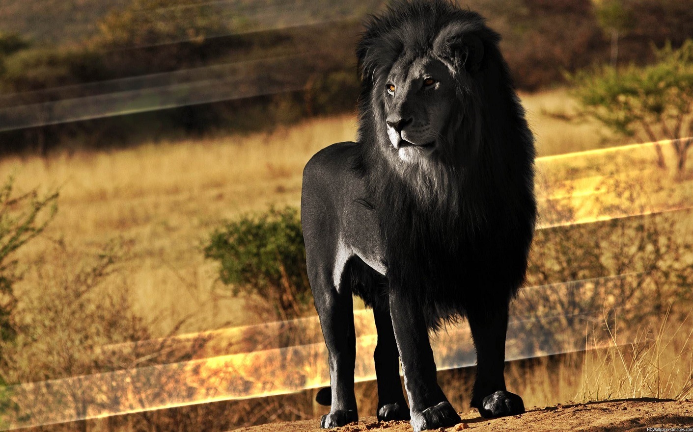 Black lion bridlington
