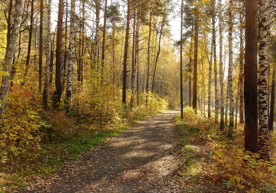 Лес парк нижний