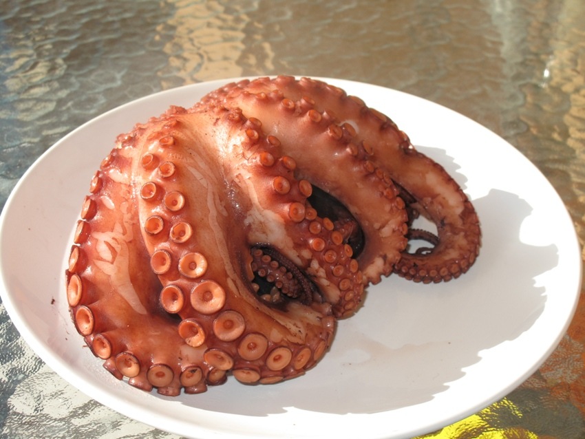 Сверкающие стразы. Осьминог пауль предсказания. Головоногие моллюски гектокотиль. Осьминог из. Метод осьминожка.