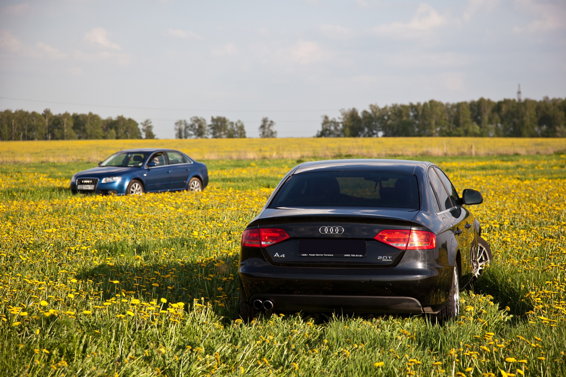 Фотосессия в одуванчиках — Audi A4 (B8), 2 л, 2009 года | фотография |  DRIVE2