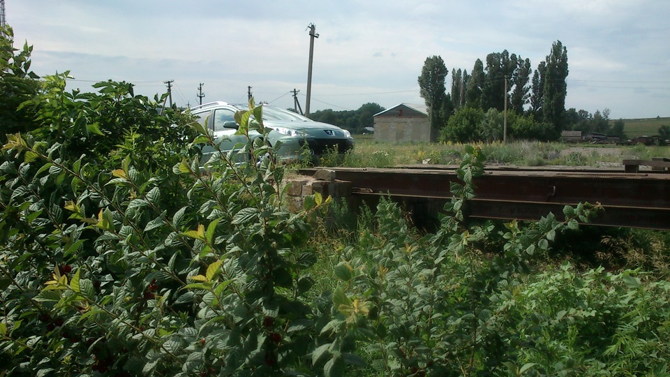 В любимой деревушке на краю 161(Веелка и китайская вишня) — Peugeot 307 ...