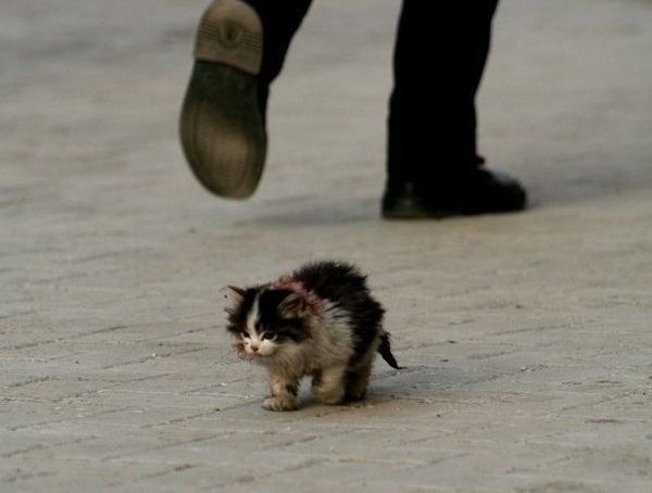 Я обязательно выживу котик