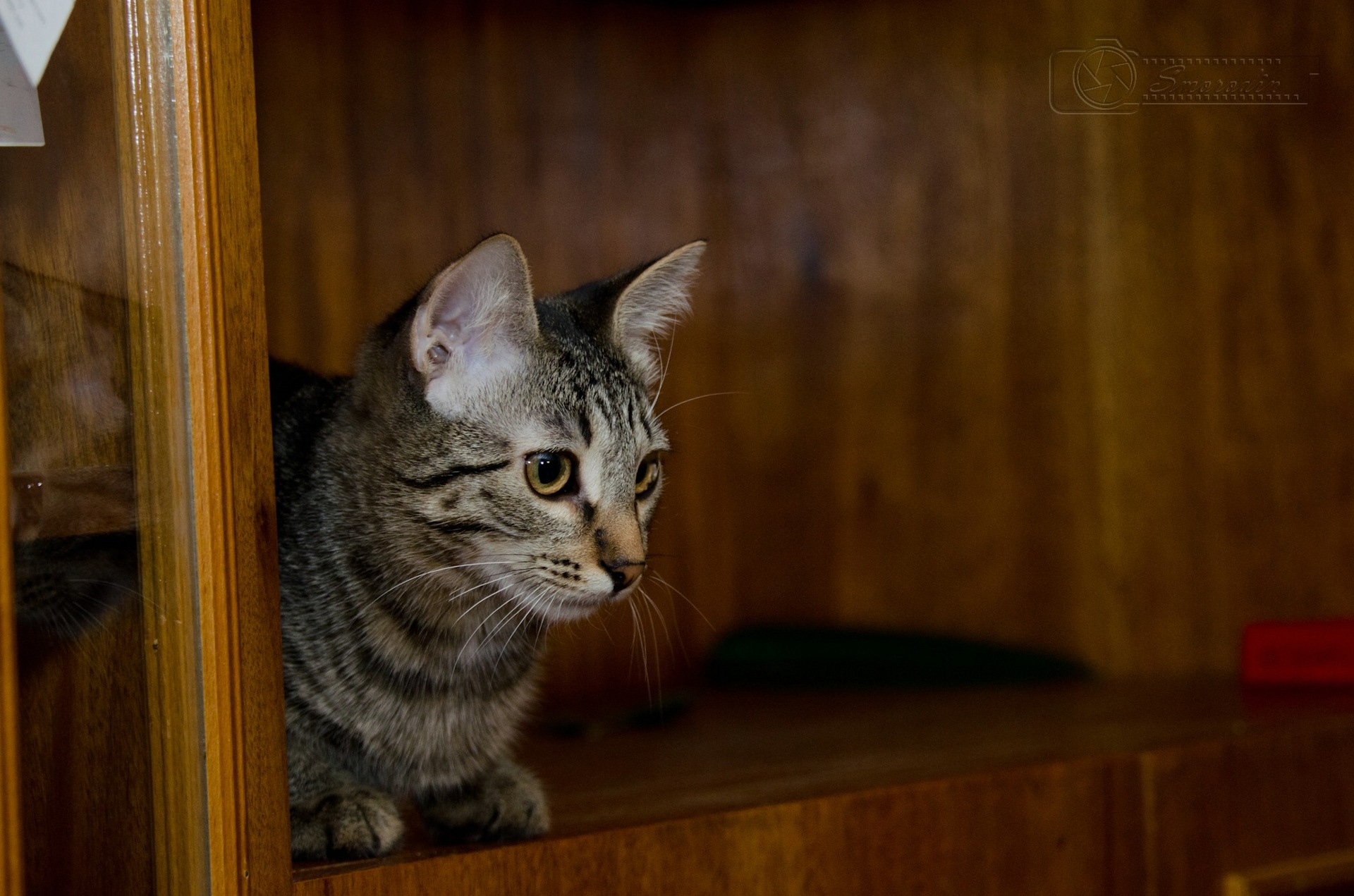 c7735eu 960 операция ы тренировка на кошках