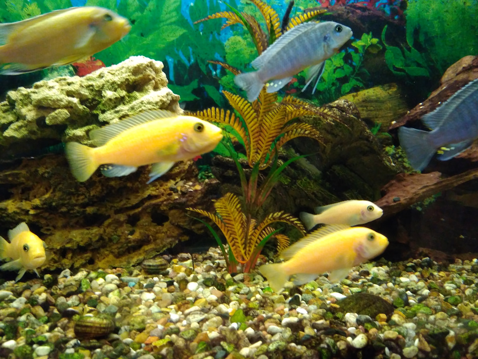 Жду прибавления! — Сообщество «Аквариум (и его обитатели)» на DRIVE2