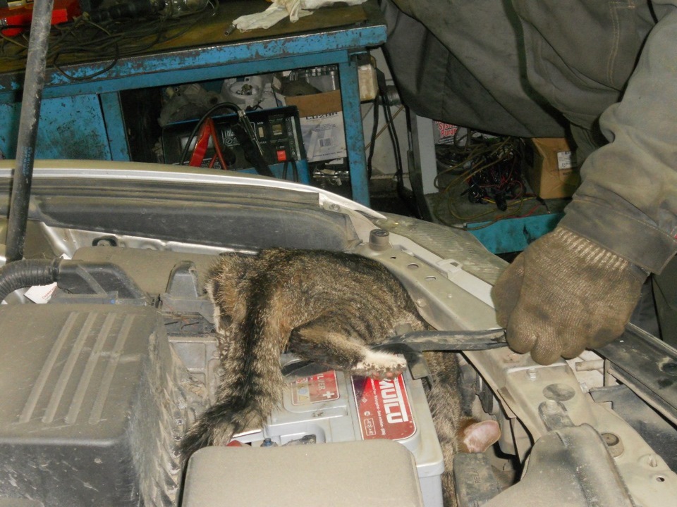 Кошка под капот. Кот ремонтирует автомобиль. Кот под капотом. Кошка под капотом машины. Кот чинит машину.