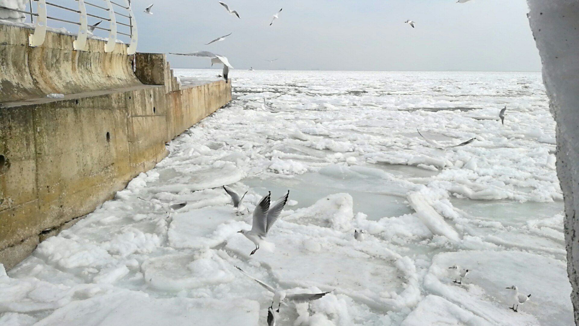 Сочи замерзло море. Замерзшее море в Одессе. Замерзшее черное море 2012. Замерзшее море Владивосток. Замерзшее море в Сочи.