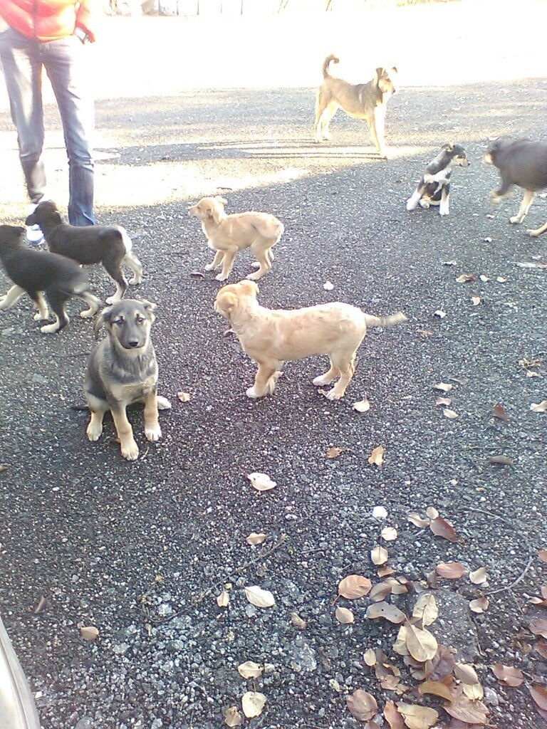 Нужны или нет кантики на крыльях? — Lada Ларгус, 1,6 л, 2014 года ...