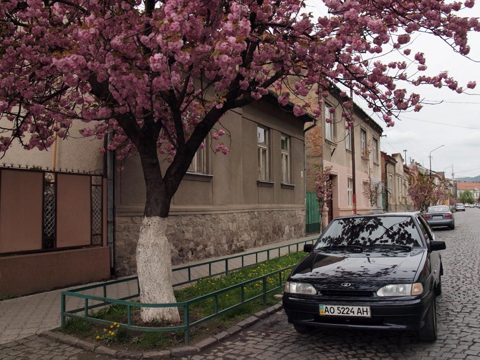 Тойота сакура. Сакура тачка. Тойота Супра Япония Сакура. Автомобиль под сакурой. Машина рядом с сакурой.