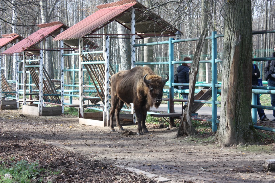 Живой зоопарк. Приокско-Террасный заповедник Серпухов. Зубровый заповедник Серпухов. Приокско-Террасный заповедник зубры. Заповедник зубров в Серпухове.