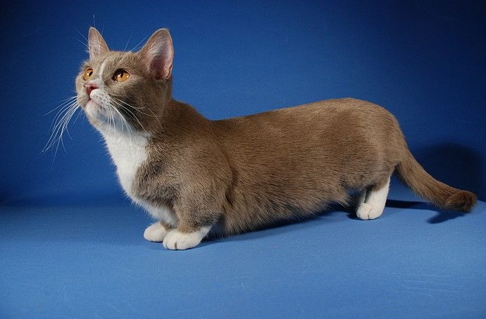 c8965du 960 дропнуть машину что значит