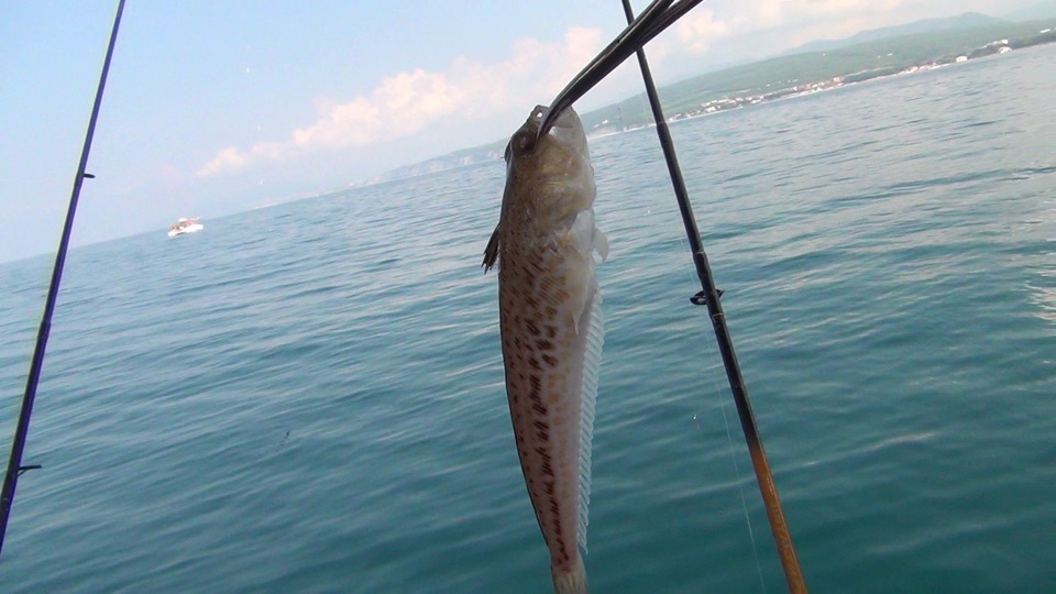 свежая рыба в дивноморском. Смотреть фото свежая рыба в дивноморском. Смотреть картинку свежая рыба в дивноморском. Картинка про свежая рыба в дивноморском. Фото свежая рыба в дивноморском свежая рыба в дивноморском. Смотреть фото свежая рыба в дивноморском. Смотреть картинку свежая рыба в дивноморском. Картинка про свежая рыба в дивноморском. Фото свежая рыба в дивноморском