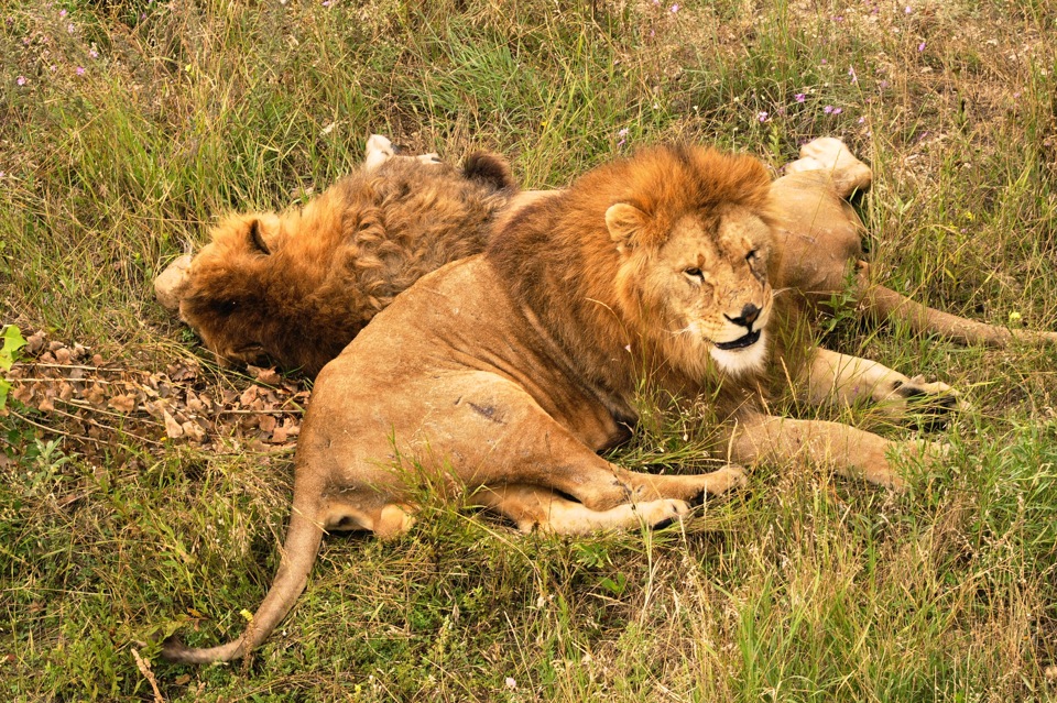 Фото в бортжурнале Subaru Impreza (GC/GF)