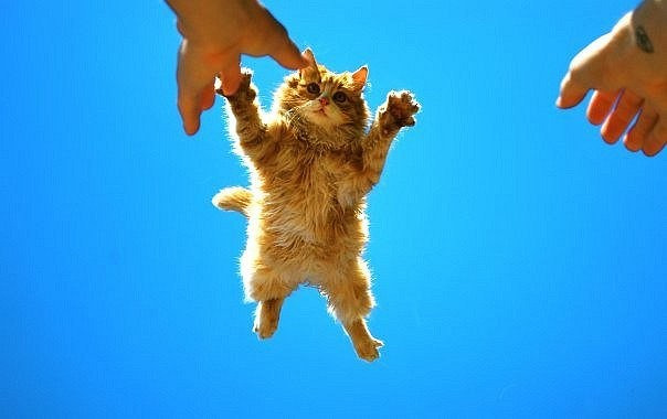 Уже лечу. Уже лечу прикол. Открытка спешу лечу. Стикеры дамбо. Flying puppy.