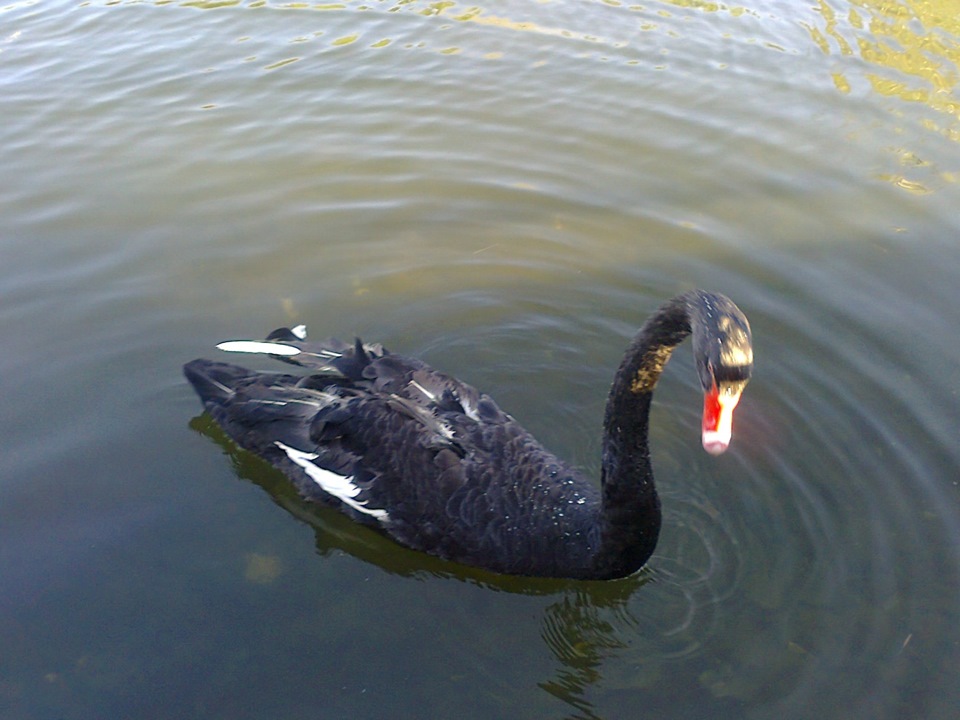 Лебедушко — Peugeot 307 SW, 1,6 л, 2006 года | своими руками | DRIVE2