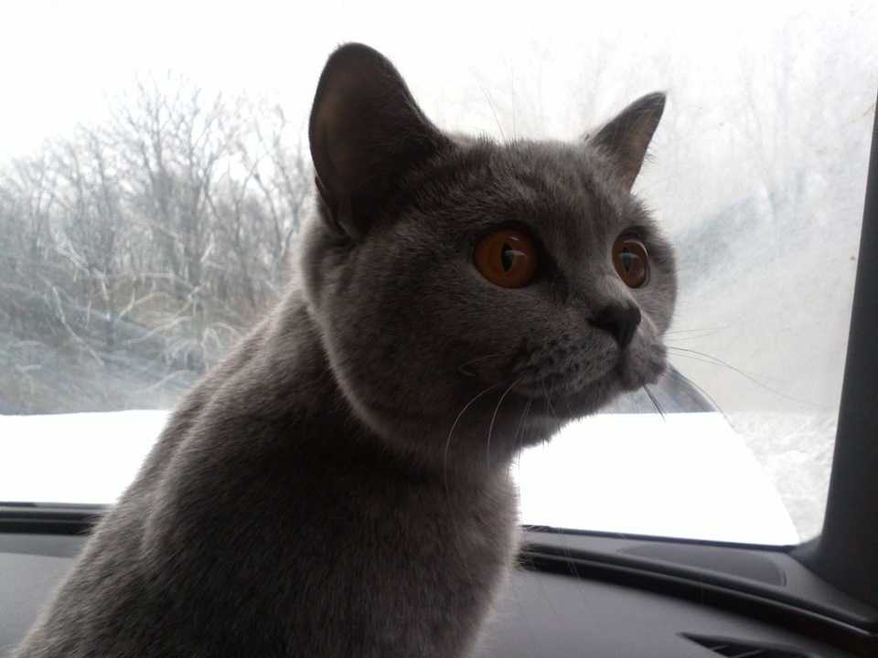 Фото в бортжурнале Audi A7 Sportback (1G)