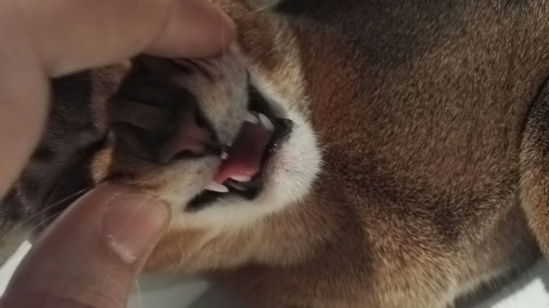 Вывих нижней челюсти у кошки