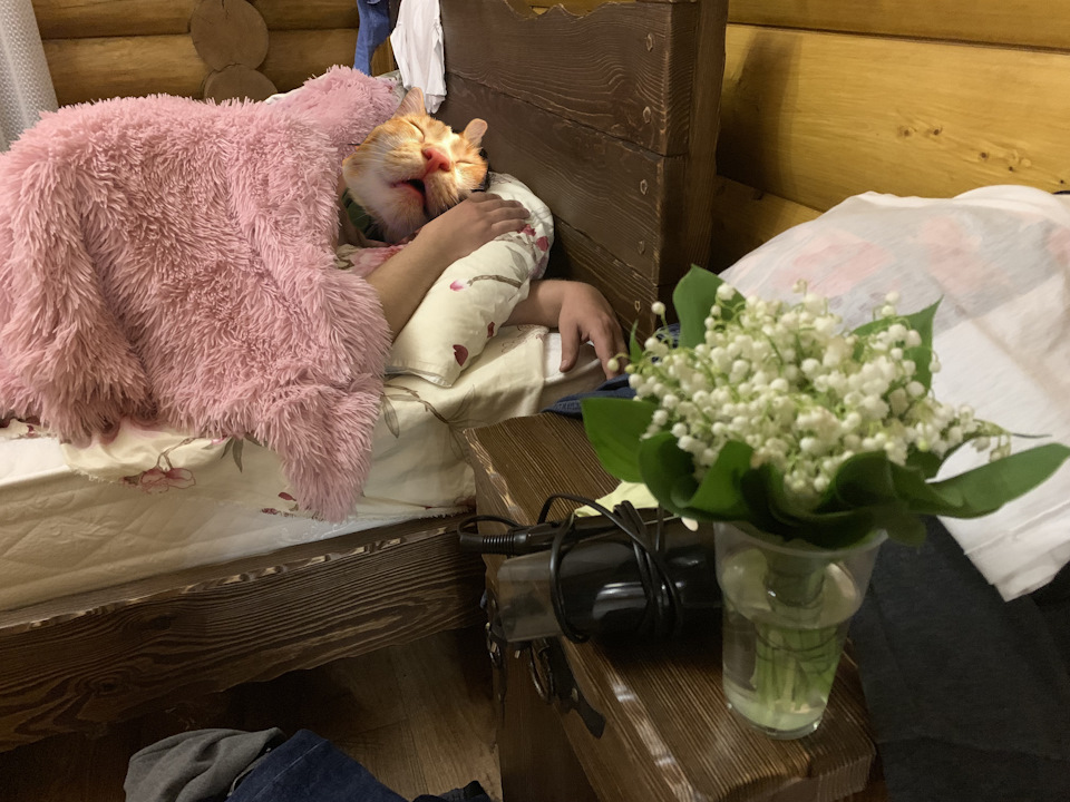 Котик забрался в чужую кровать и спит — Volkswagen Passat Alltrack (B7)