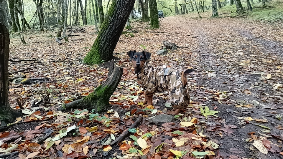 Фото в бортжурнале УАЗ Patriot