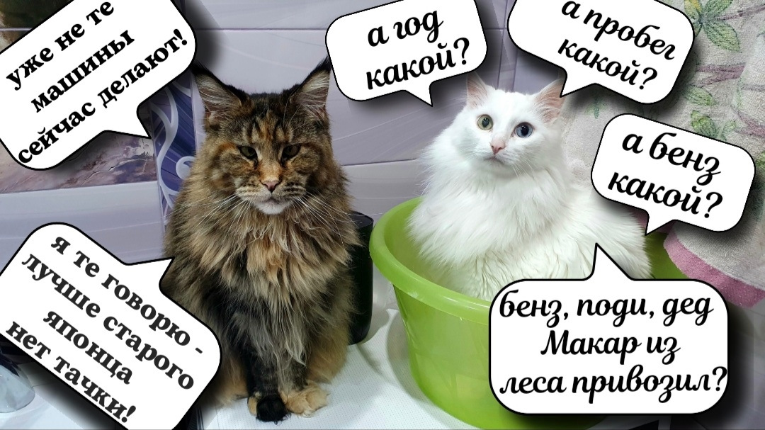 Кот рекомендует. Кот рекомендует