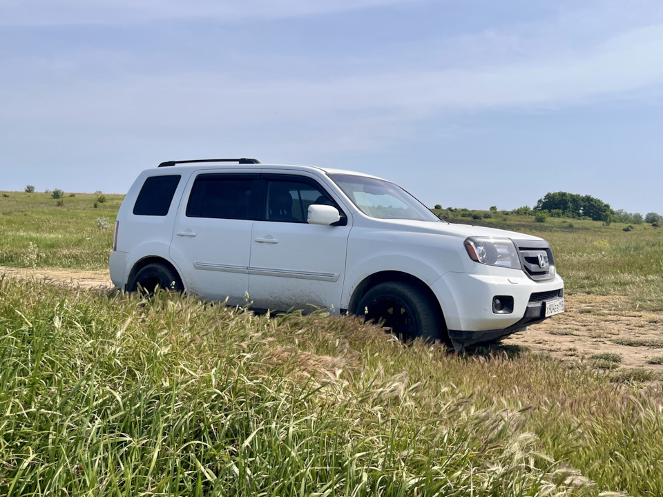 Белый Медведь в травке — Honda Pilot (2G)