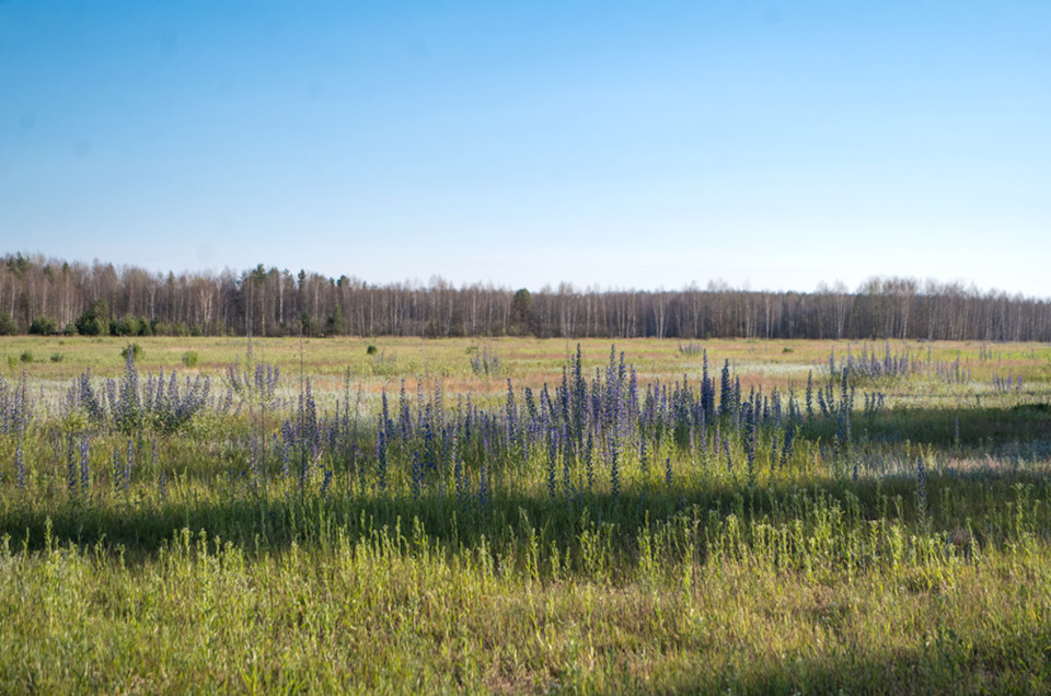 Владимирская Мещера — Торфяное болото — Сообщество «Фотография» на DRIVE2