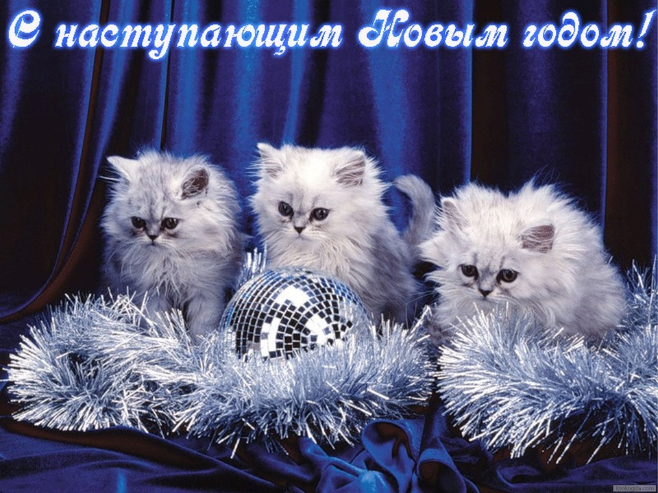 Фото новогодних котиков