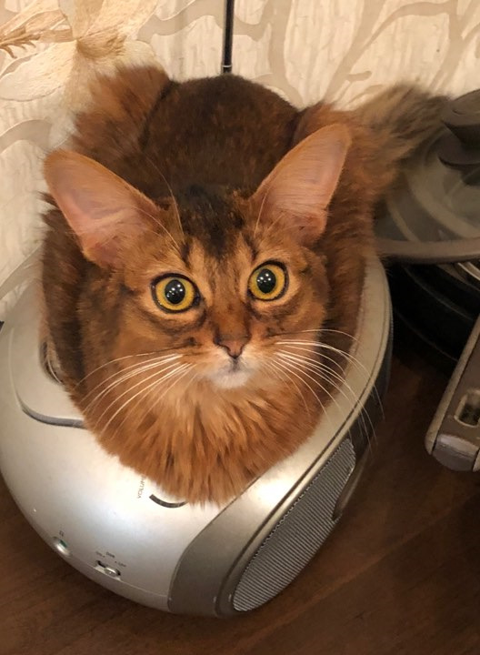 Что, опять поменял?! — Suzuki Jimny (1G)