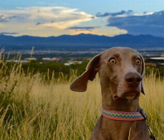 Качаю пресс, самые смешные картинки и демотиваторы