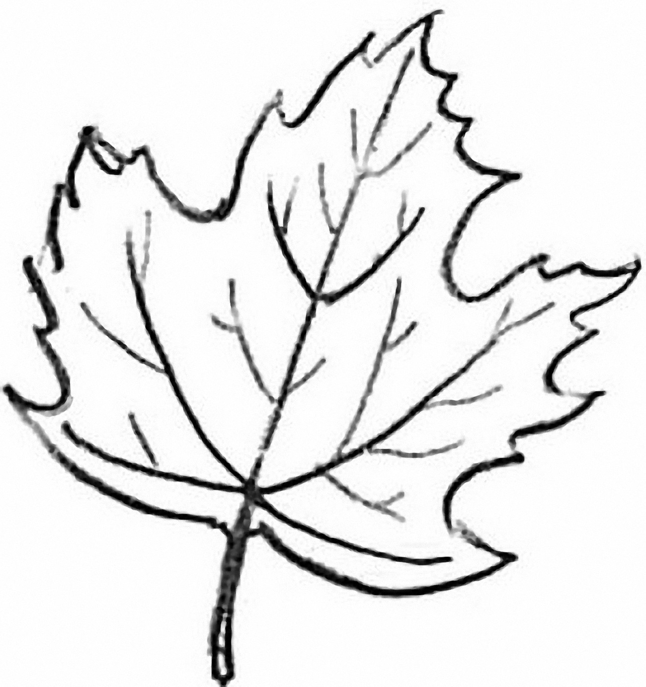Как рисуется кленовый лист