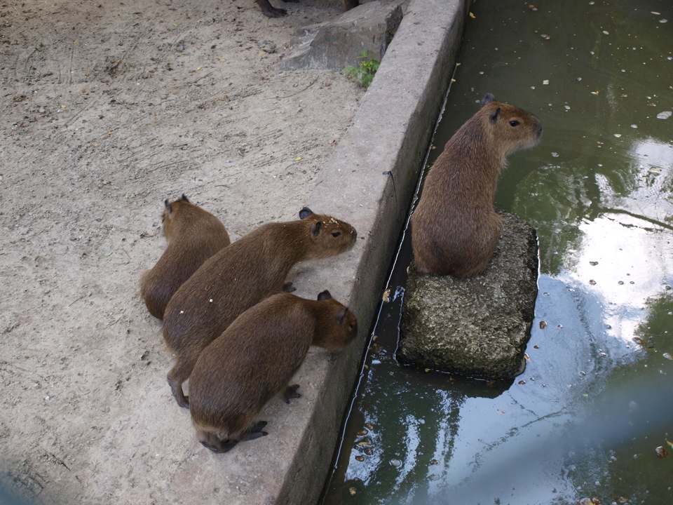 Поход в зоопарк (Часть 1) — DRIVE2