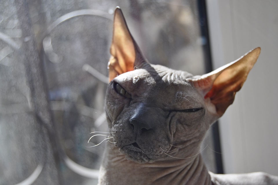 Фото в бортжурнале Land Rover Range Rover Evoque (1G)