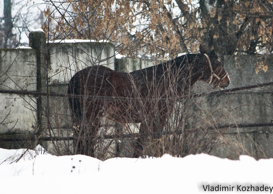 Гонки Раменское 03.02.13 — Hyundai Elantra (3G), 1,6 л, 2004 года ...