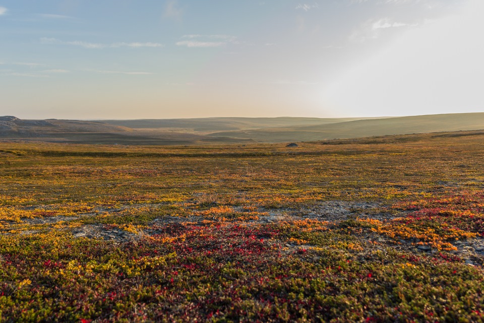 Цветущая тундра весной. Природа Воркуты тундра. Арктическая Мохово-лишайниковая тундра. Воркута тундра летом. Цветущая тундра Воркута.