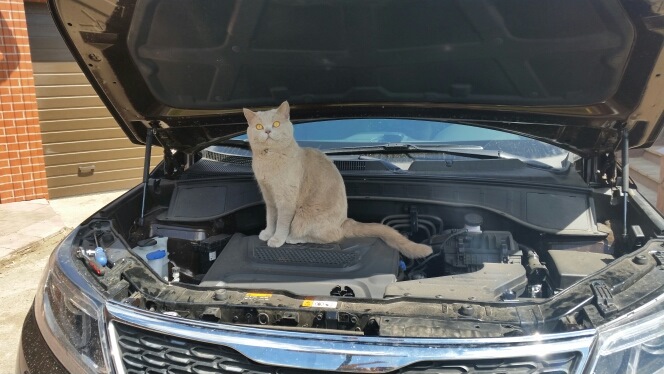 #8 сетка на радиаторную решетку — KIA Sorento (2G), 2,2 л, 2015 года ...