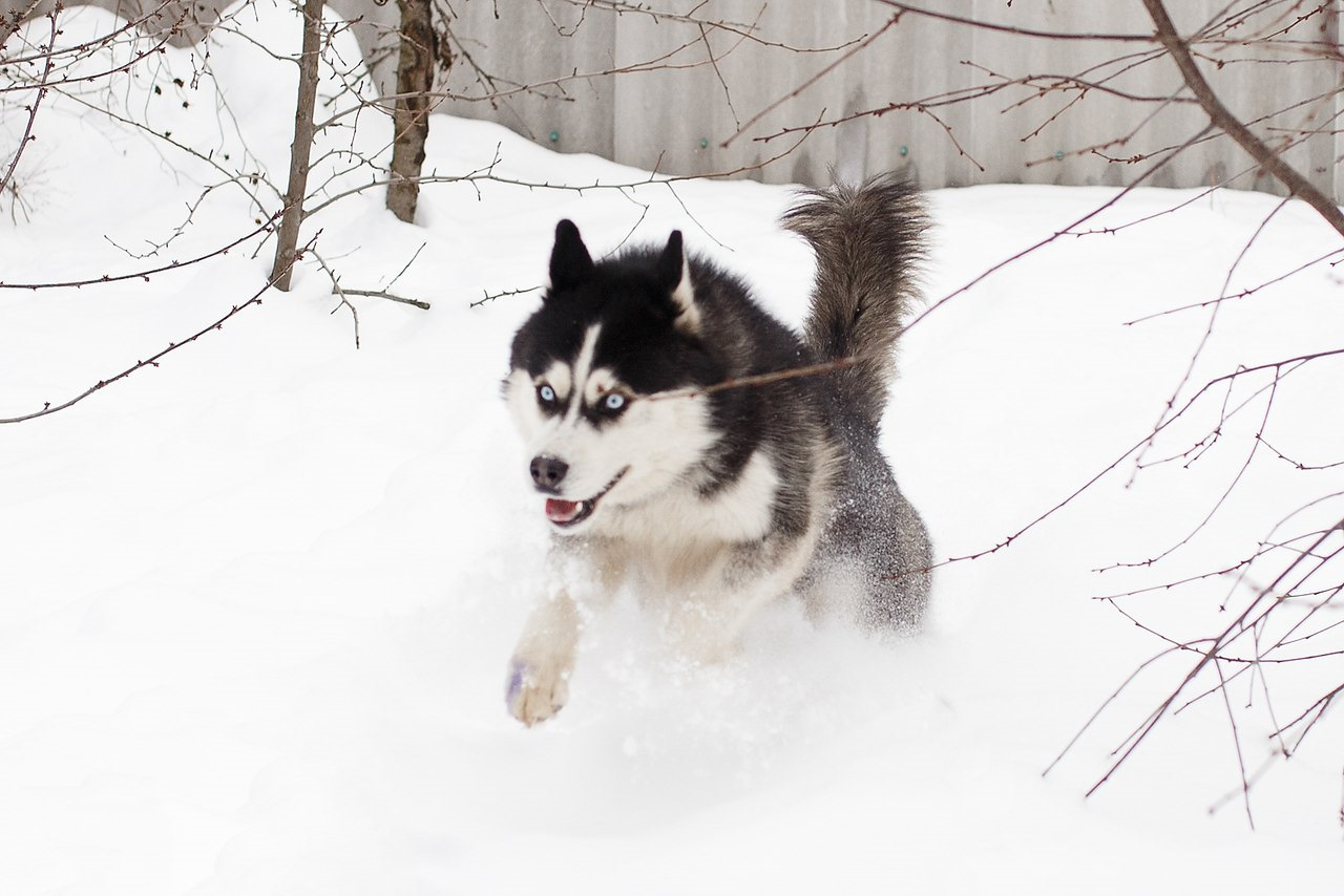 Сибирская лайка маламут. Сибирский хаски. Порода хаски сибирская лайка. Сибирская лайка хаски. Сибирская лайка хаски.