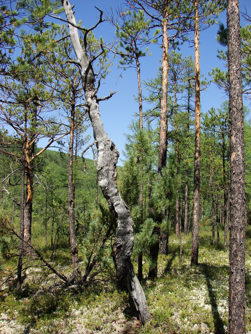 Лесная прогулка на Ункуре.2 часть. — DRIVE2