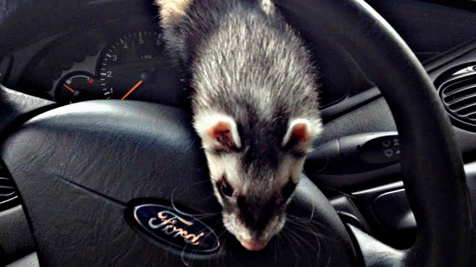 Плавают обороты при включении кондиционера — Ford Focus I Hatchback, 1 ...