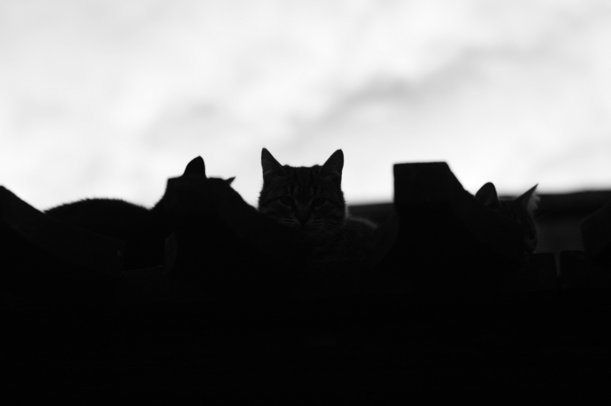 Мои фото-работы. Часть 1 — DRIVE2