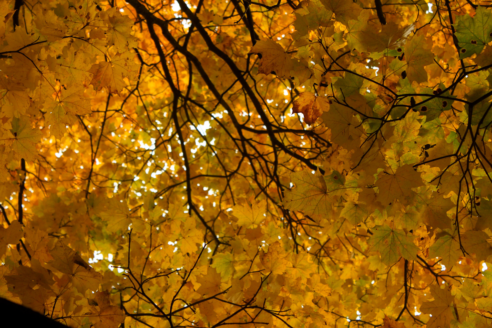 Осень лес остыл и листья сбросил