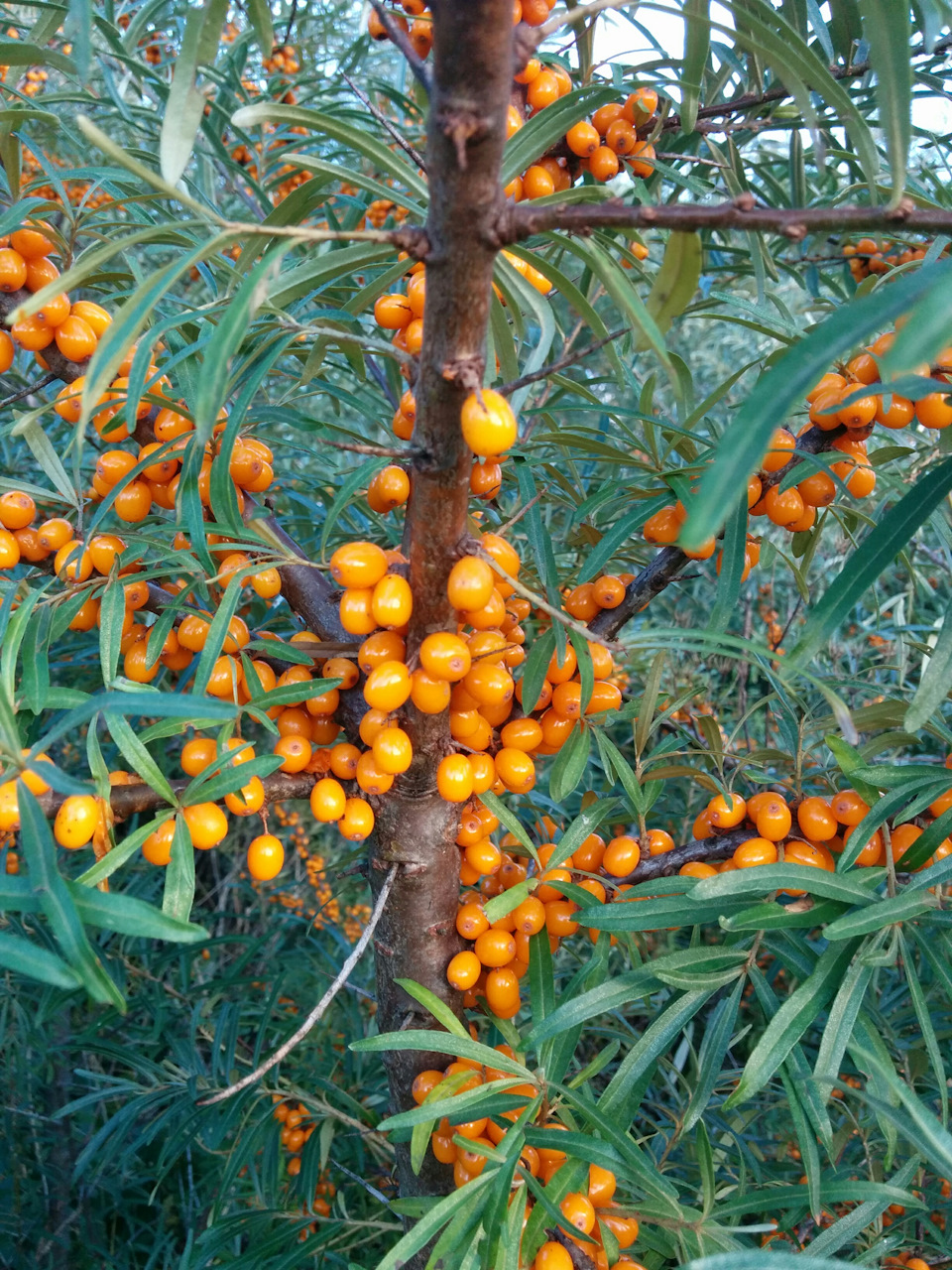 Фото в бортжурнале УАЗ 315195 Hunter