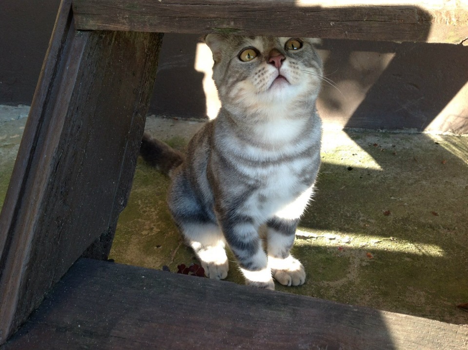 Фото моего котика. Котик в реале. Котенок кошечка барсик камышевый окрас. Домашние питомцы кошки. Котики смешные.