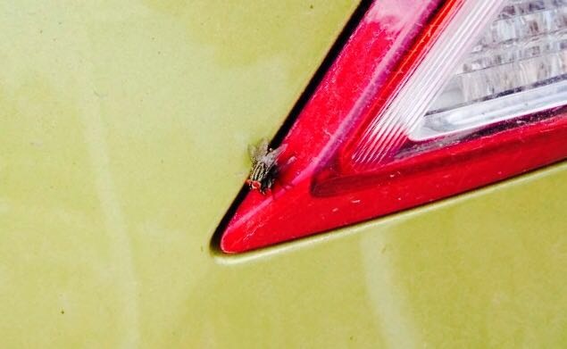 ??.когда у тебя очень романтичная машина.?? — Honda Civic 5D (9G), 1,8 л ...