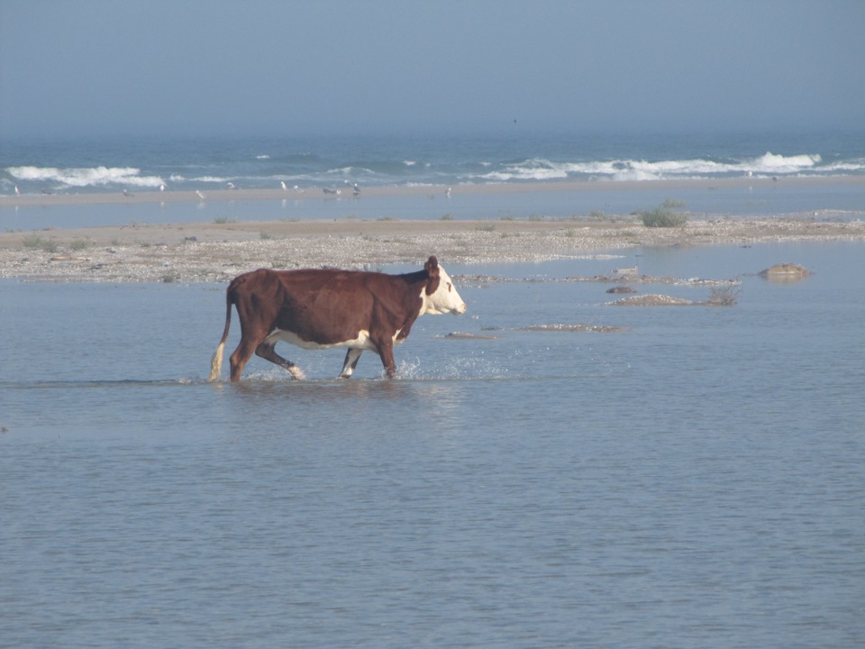 Корова у моря