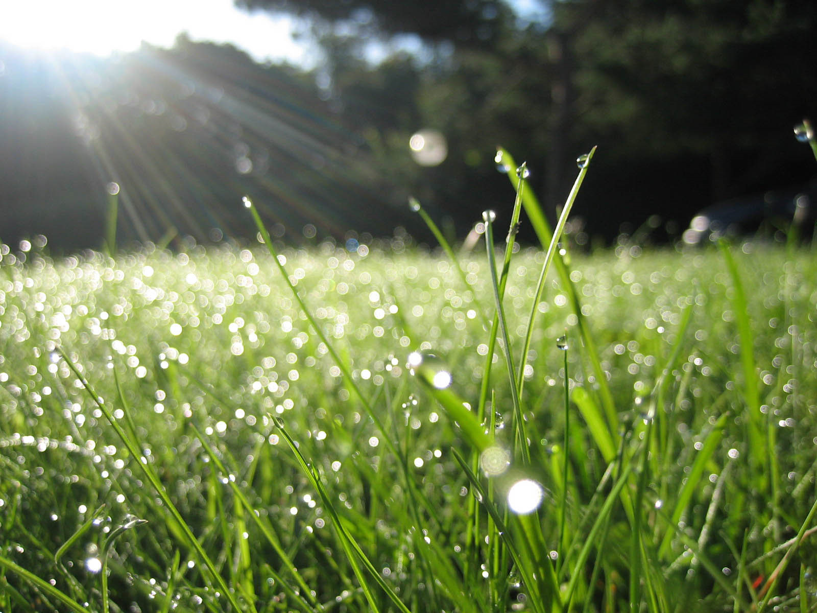 Утренняя роса на траве