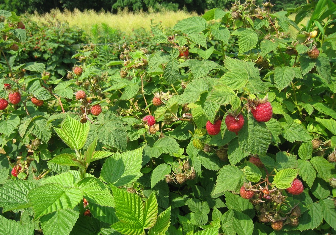 Дика малина. Малина Rubus idaeus. Малина обыкновенная (Rubus idaeus). Малина Лесная кустарник. Малина Дикая Лесная.