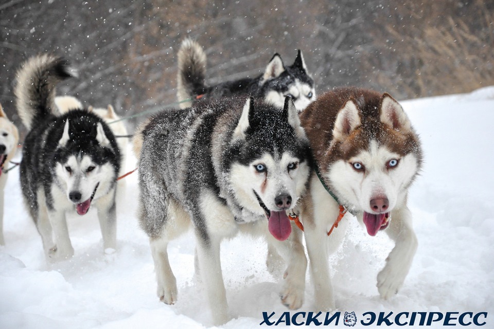 Хаски драйв. Хаски драйв