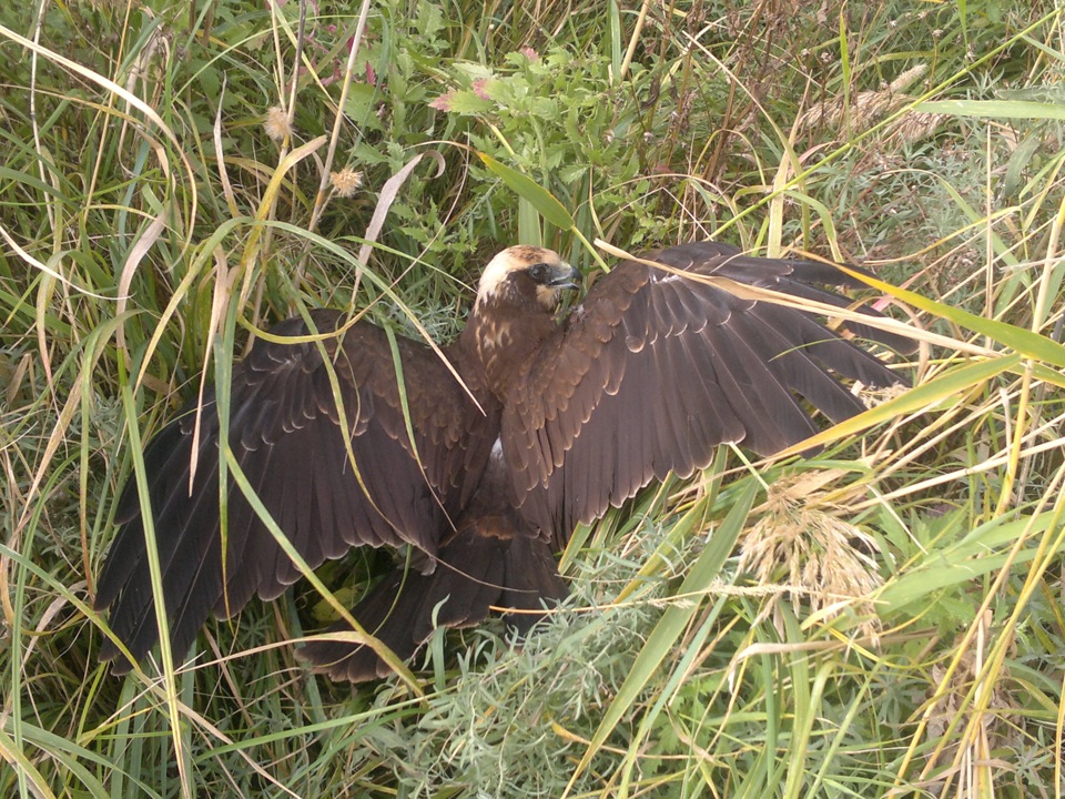 в Саратов " ПЕРЕЛЮБ" — Great Wall Hover, 2 л, 2011 года | путешествие ...