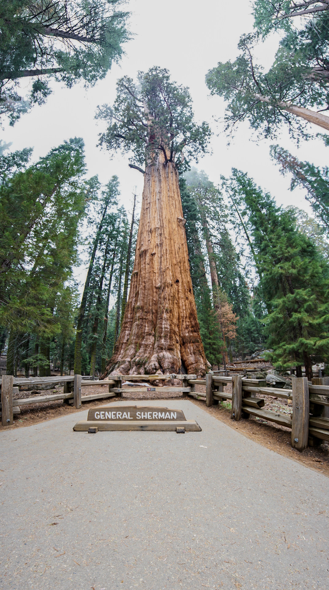 Sequoia park зимняя ул 27 екатеринбург фото Best of the West. Путешествие по США 2016. Парк Секвойя - DRIVE2