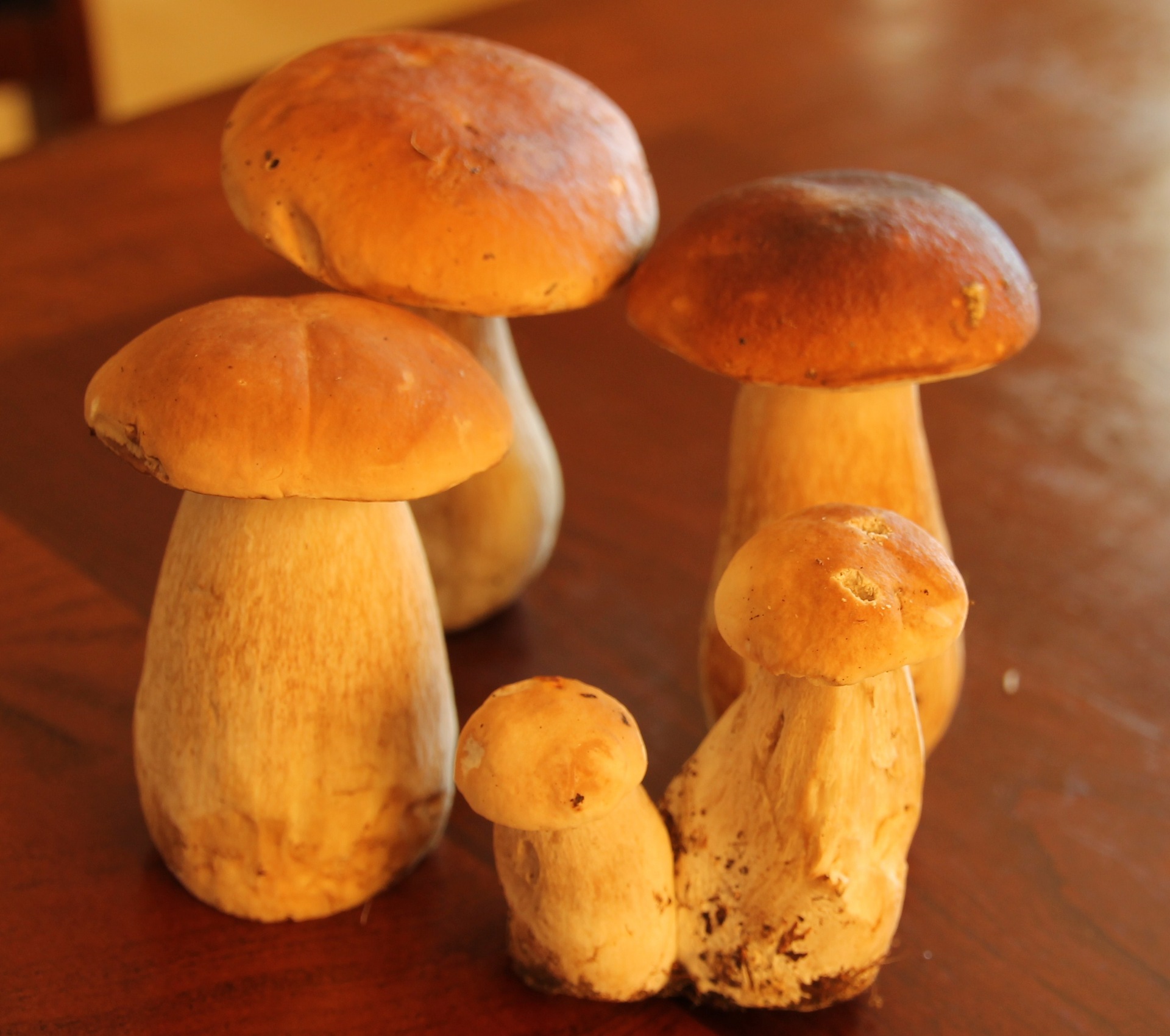 Домашние грибы. Разновидности белых грибов. Выращивание белых грибов. Белые грибы дома.